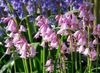 rosa Blomst Spansk Blåklokke, Tre Hyacinth bilde