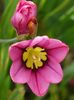 rosa  Sparaxis, Harlekin Blomst bilde
