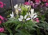 білий Квітка Клеома фото