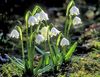 Pavasaris Sniegpārslas, St. Agnes 'flower