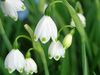 travanj-svibanj Proljeće Pahuljica, Sv. Agnes 'cvijet