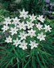 bela Cvet Pomlad Starflower fotografija