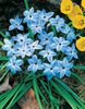 luz azul Flor Primavera Starflower foto