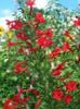 წითელი ყვავილების დგას კვიპაროსი, ალისფერი Gilia ფოტო