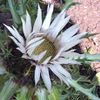 білий Квітка Колючнік (Карліна) фото
