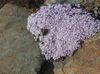 lilac Flower Stonecress, Aethionema photo