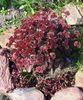бордовый Цветок Очиток (Седум) фото