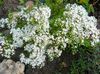 თეთრი ყვავილების Stonecrop ფოტო
