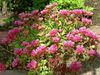ružičasta Cvijet Stonecrop foto