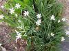 bijela Cvijet Krupan Plavooki Trava, Plavo Oko-Trava foto