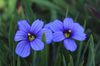 világoskék Virág Stout Kék Szemű Fű, Kék Szem-Fű fénykép