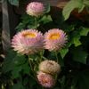 rožinis žiedas Strawflowers, Popieriaus Daisy nuotrauka