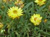 kollane Lill Strawflowers, Paber Daisy foto