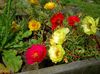 roșu Floare Plantă Soare, Portulaca, A Crescut Mușchi fotografie