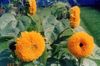 narančasta Cvijet Suncokret foto