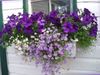 紫丁香 花 天鹅河菊 照片