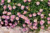 rosa Blume Swan River Gänseblümchen foto
