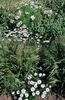 hvit Blomst Swan River Tusenfryd bilde