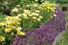 fialový Kvetina Sweet Alyssum, Sladká Alison, Prímorskou Lobularia fotografie