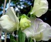 hvit Blomst Sweet Pea bilde