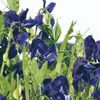 modrá Kvetina Hrachor Vonný fotografie