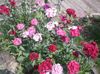 ružičasta Cvijet Topkaranfil foto