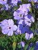 იასამნისფერი ყვავილების Sweet-William Catchfly, არც ისე ლამაზი, გაიზარდა სამოთხეში ფოტო