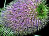 liliowy Kwiat Oset (Dipsakus) zdjęcie