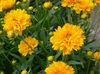 κίτρινος λουλούδι Tickseed φωτογραφία