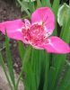 ružičasta Tigar Cvijet, Meksički Ljuska Cvijet