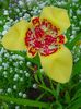 žuta  Tigar Cvijet, Meksički Ljuska Cvijet foto