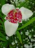weiß  Tiger Blume, Mexikanische Shell Blüten foto