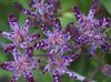 紫 花 蟾蜍百合 照片