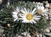 bianco Fiore Townsendia, Pasqua Margherita foto