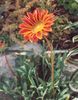 помаранчевий Квітка Газанія фото