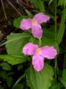 ვარდისფერი  Trillium, Wakerobin, Tri ყვავილების, Birthroot ფოტო