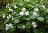 bela Cvet Trillium, Wakerobin, Tri Rože, Birthroot fotografija