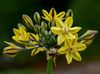 žltá Kvetina Triteleia, Tráva Orech, Ithuriel Kopije, Wally Košík fotografie