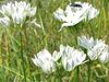 balts Zieds Triteleia Zāle Riekstu, Ithuriel Ir Šķēps, Wally Grozs foto