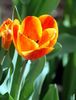 laranja Flor Tulipa foto