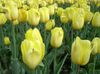 gul Blomst Tulipan foto