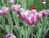 lilla Blomst Tulipan foto
