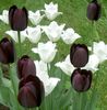 negro Flor Tulipán foto
