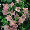 ροζ λουλούδι Αδελφοποίησης Snapdragon, Υφέρπουσα Gloxinia φωτογραφία