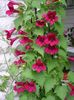červená Kvetina Twining Papuľka, Postupný Gloxínia fotografie
