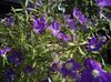 purpurowy Kwiat Leguziya Lustro Wenus zdjęcie