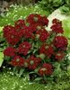 бордовый Цветок Вербена гибридная фото