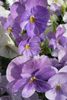 紫丁香 花 中提琴，三色堇 照片
