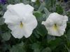 blanc Fleur Alto, Pensée photo