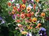 orange Flower Viola, Pansy photo